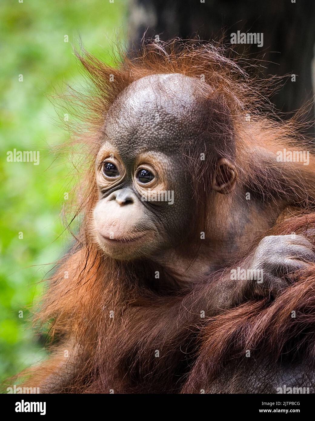 Ein entzückendes Baby Orang-Utan. Jakarta, Indonesien: HERZERWÄRMENDE Bilder zeigen, wie dieses freche Orang-Utan-Baby seine Mutter auf den Kopf leckte. Ein Stockfoto