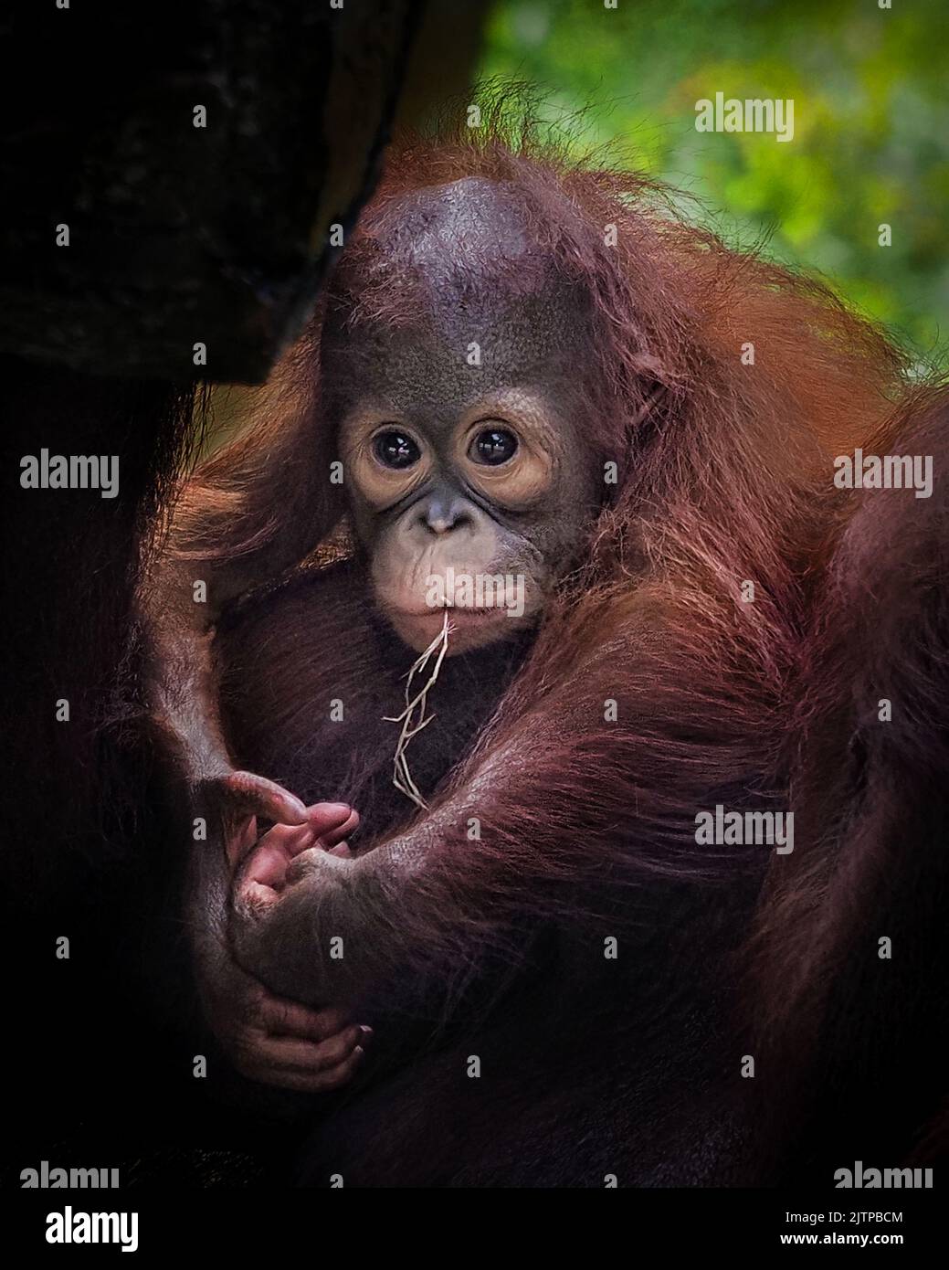 Das Baby spielt mit dem Essen, während es auf dem Rücken seiner Mutter steht. Jakarta, Indonesien: HERZERWÄRMENDE Bilder zeigen, wie dieses freche Orang-Utan-Baby seine Mutter leckte Stockfoto