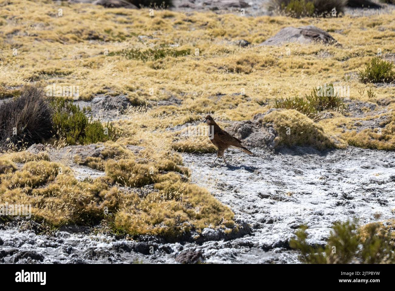 Ein junger Caracara-Berg, Phalcoboenus megalopterus, auf der Suche nach kleinen Beutetieren oder Aas im Lauca-Nationalpark, Chile. Stockfoto