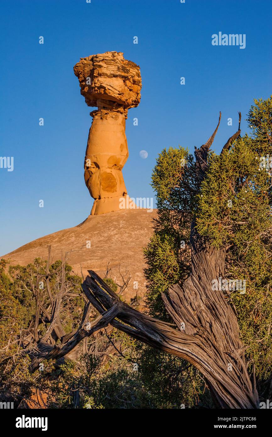 The Secret Spire umrahmt von einem alten verdrehten Wacholderbaum aus Utah in der Wüste in der Nähe von Moab, Utah. Stockfoto