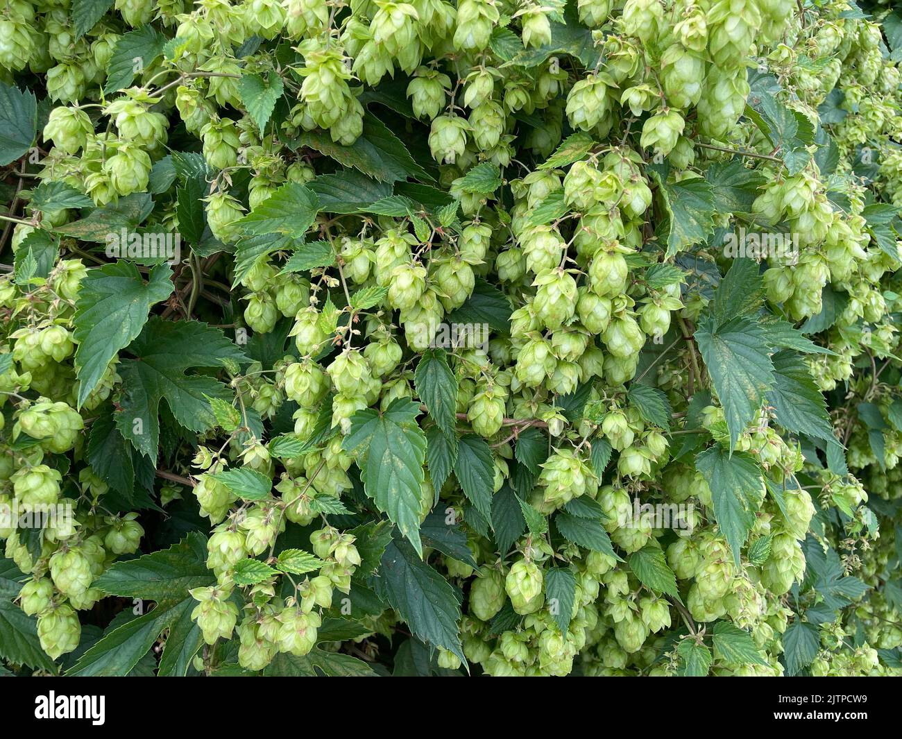 HOFFT auf die Frucht 0r Samenkegel der Hopfenpflanze Humulus lupulus. Phot6o: Tony Gale Stockfoto
