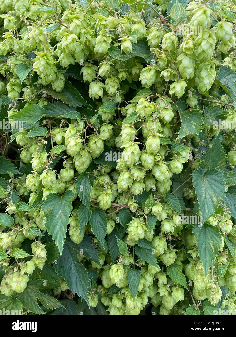 HOFFT auf die Frucht 0r Samenkegel der Hopfenpflanze Humulus lupulus. Phot6o: Tony Gale Stockfoto