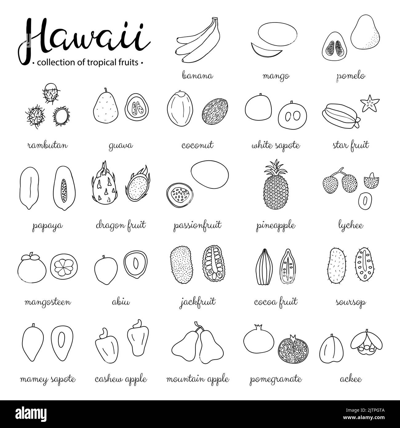 Handgezeichnete Umrisse tropische Früchte von Hawaii isoliert auf weißem Hintergrund. Stock Vektor