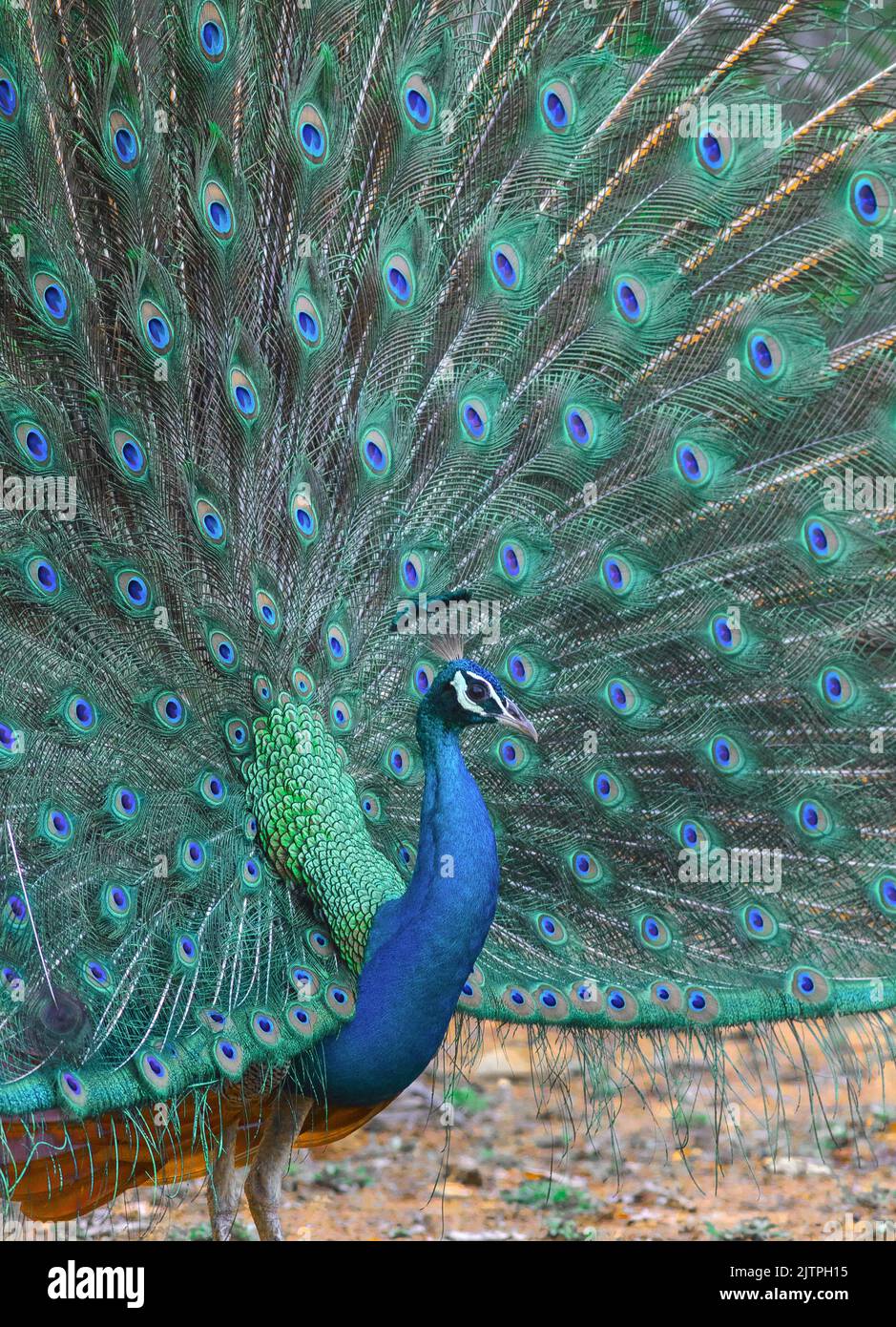 Pfau leuchtet; blauer Pfau; leuchtender Pfau; Pfau tanzt; Pfau tanzt; Vogelgezwitscher tanzen; Vogelvorführungen Stockfoto