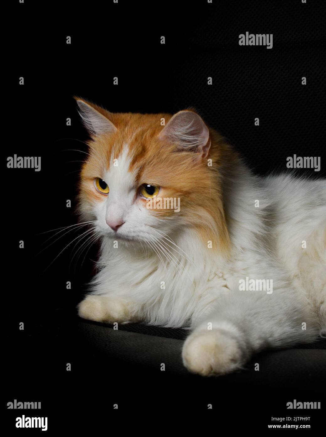 Auf diesem Foto sehen Sie Fluffy, den Cutie Stockfoto