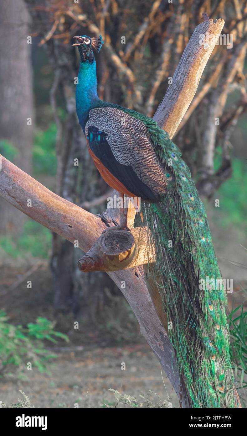 Vogel auf einem Ast; Pfau auf einem Ast mit ausgebreiteten Flügeln; Pfau ruft; Pfau ruft; Hahn; Hahnenkralle; pfau schaut seitwärts Stockfoto