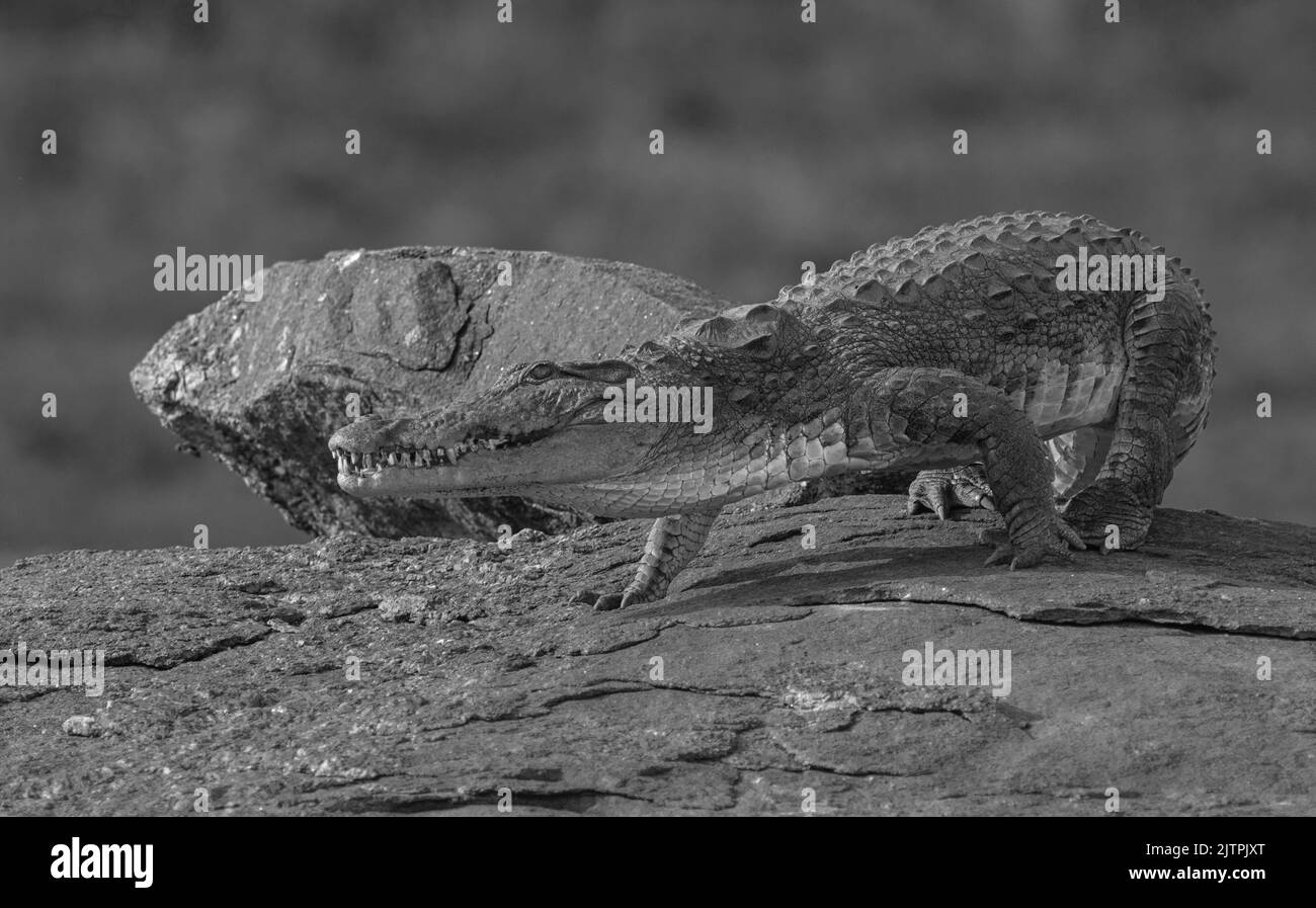 Schwarzweiß-Krokodil; monochrom; Nahaufnahme eines Krokodils; Krokodilkiefer; Schwarz-Weiß-Bild; Mugger-Krokodil; Krokodil mit offenem Mund, das sich sonnt Stockfoto