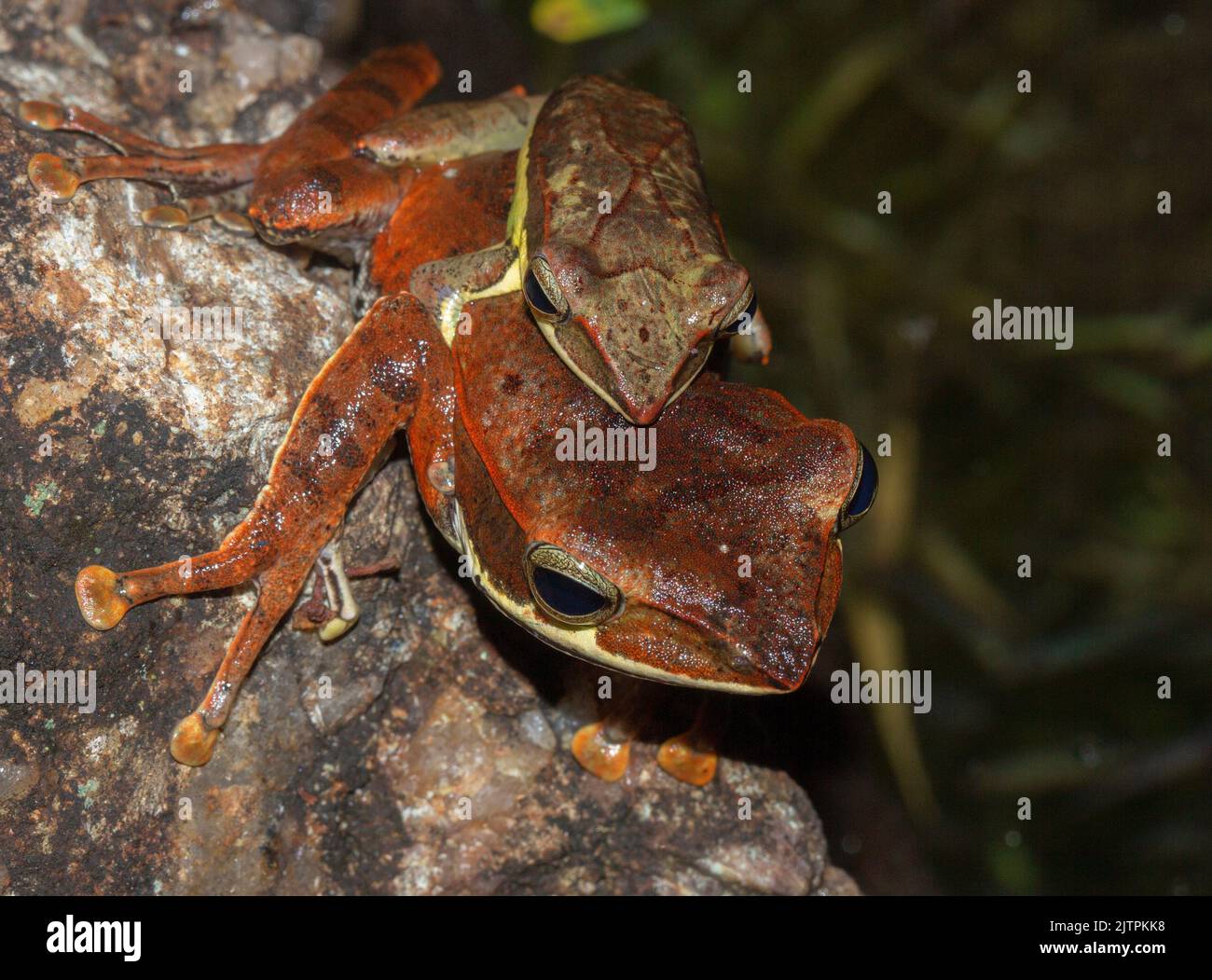 Two Polypedates sind Baumfrösche in Amplexus auf einem Baumstamm in Riverston, Knuckles Mountain Range, Sri Lanka. Natives Amphibienpaarungsverhalten. Stockfoto