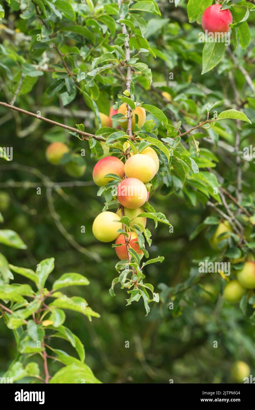 Kirschpflaume (Prunus cerasifera), fruchtbringender Baum in einem Naturschutzgebiet in der Landschaft von Herefordshire, Großbritannien. Juli 2022 Stockfoto