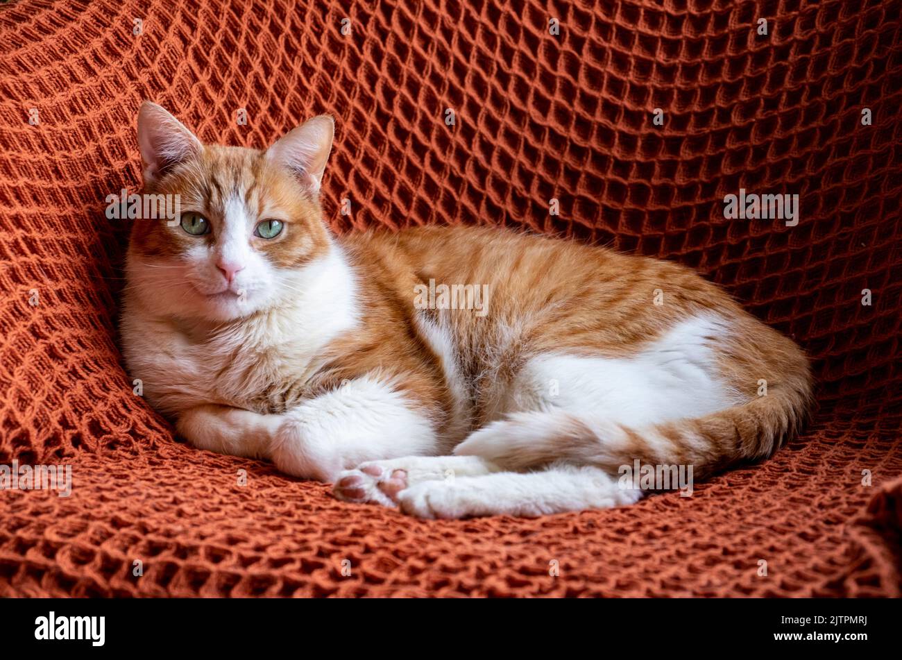 Adoptierte Ingwer- und weiße kater mit grünen Augen auf orangefarbenem Teppich auf Stuhl sitzend Stockfoto