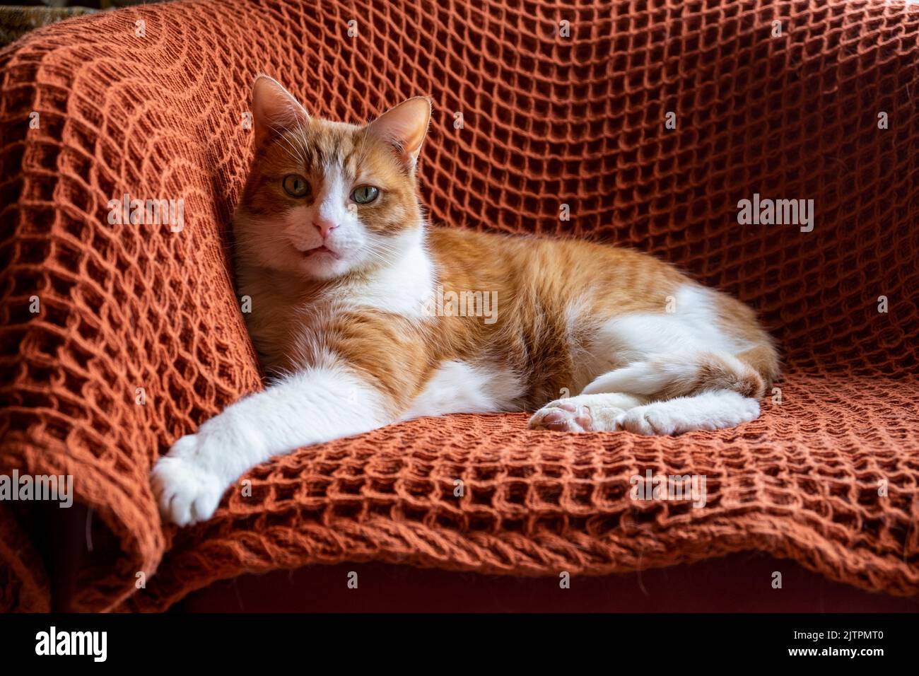 Adoptierte Ingwer- und weiße kater mit grünen Augen auf orangefarbenem Teppich auf Stuhl sitzend Stockfoto