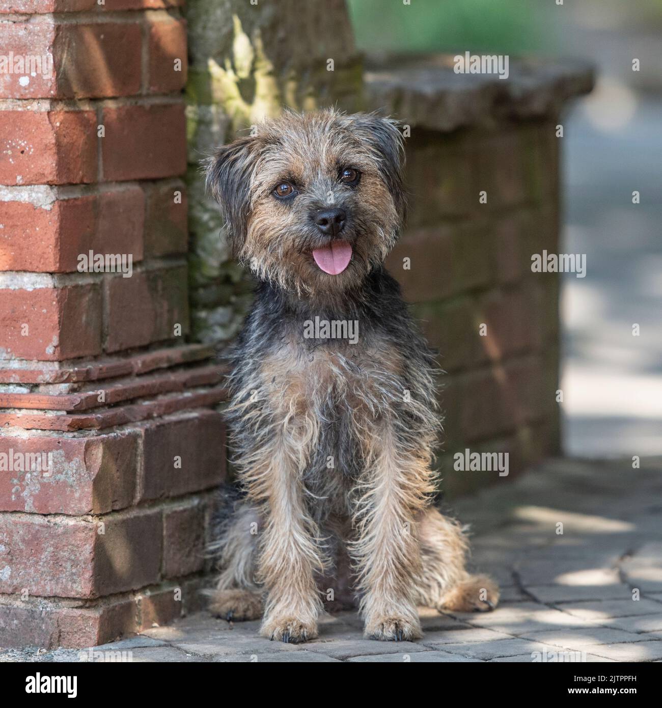 Border terrier Stockfoto