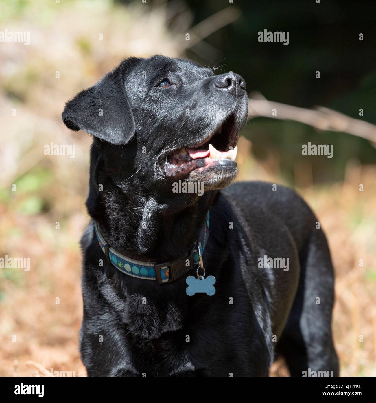 Black labrador Retriever schaut auf den Besitzer Stockfoto