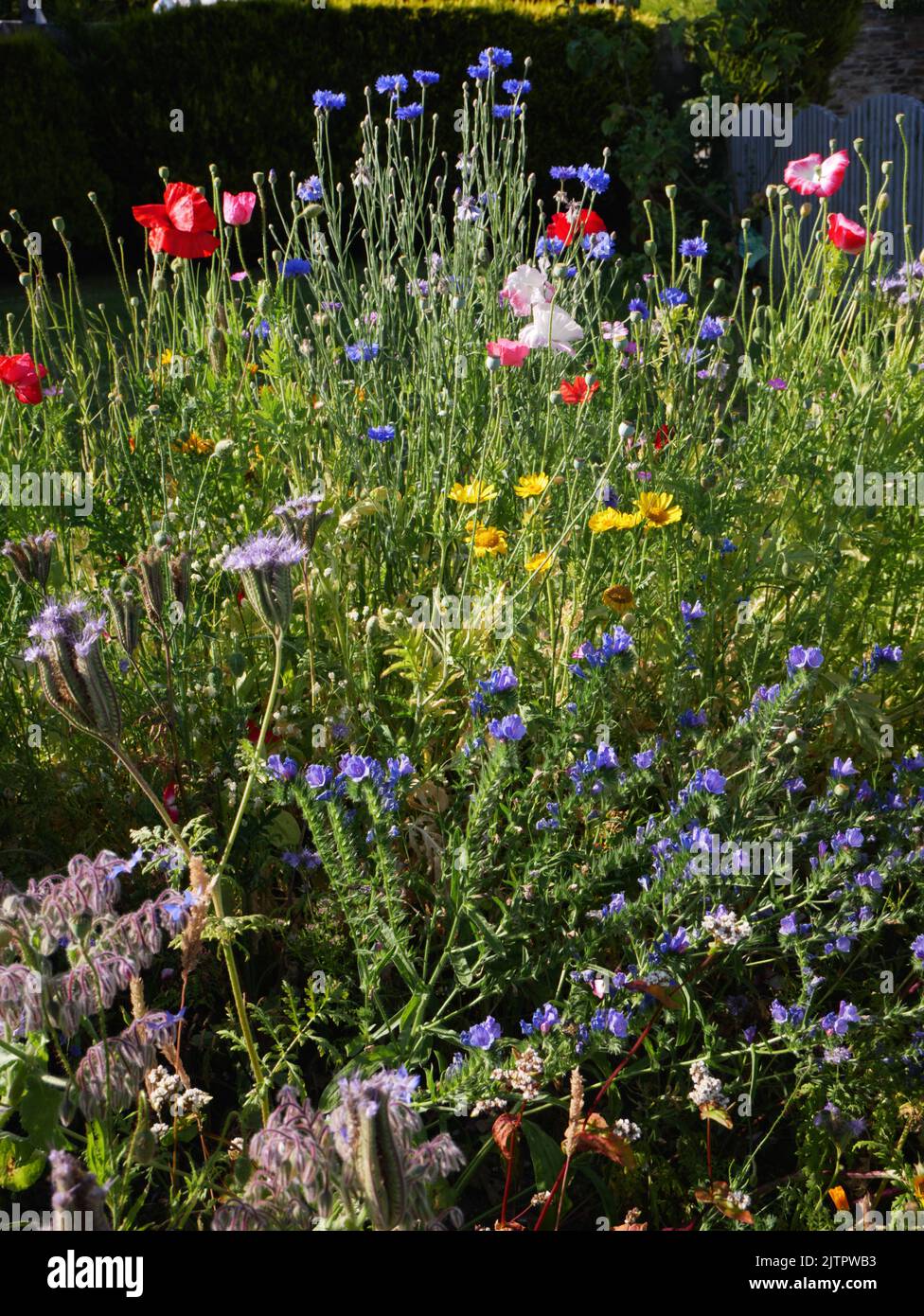 Bestäuberpflaster im Vorstadtgarten, Cornwall. Stockfoto