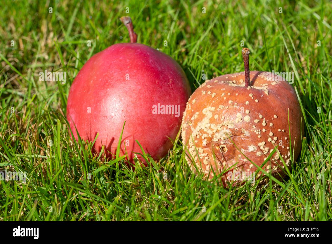 Frischer und fauler Apfelkontrast Stockfoto