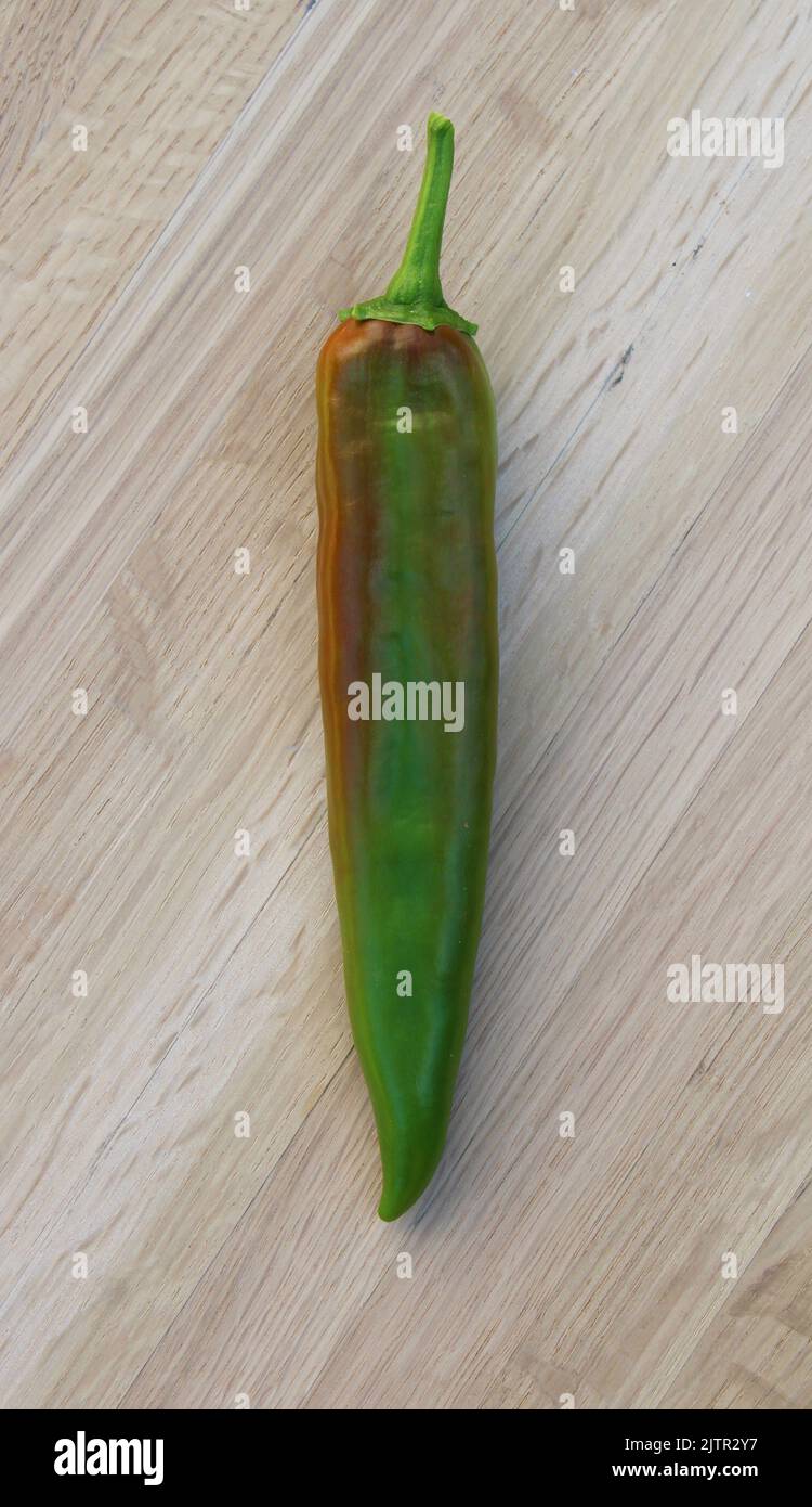 Ein langer, gerader, teilreifer Hatch Chilli-Pfeffer Stockfoto