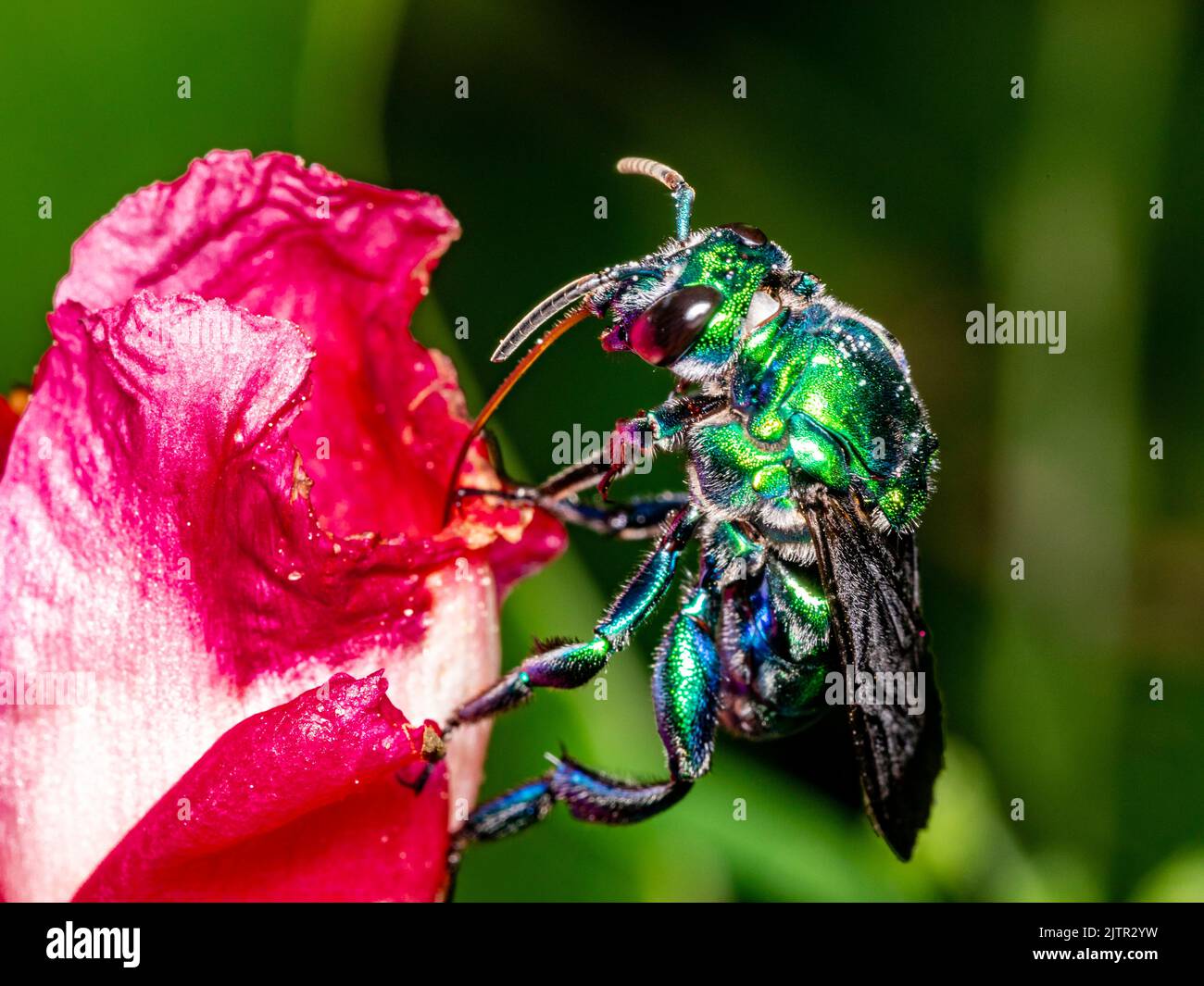 Bunte Orchideenbiene oder Exaerete auf einer roten tropischen Blume. Erstaunliche brasilianische Fauna. Euglossini Stockfoto