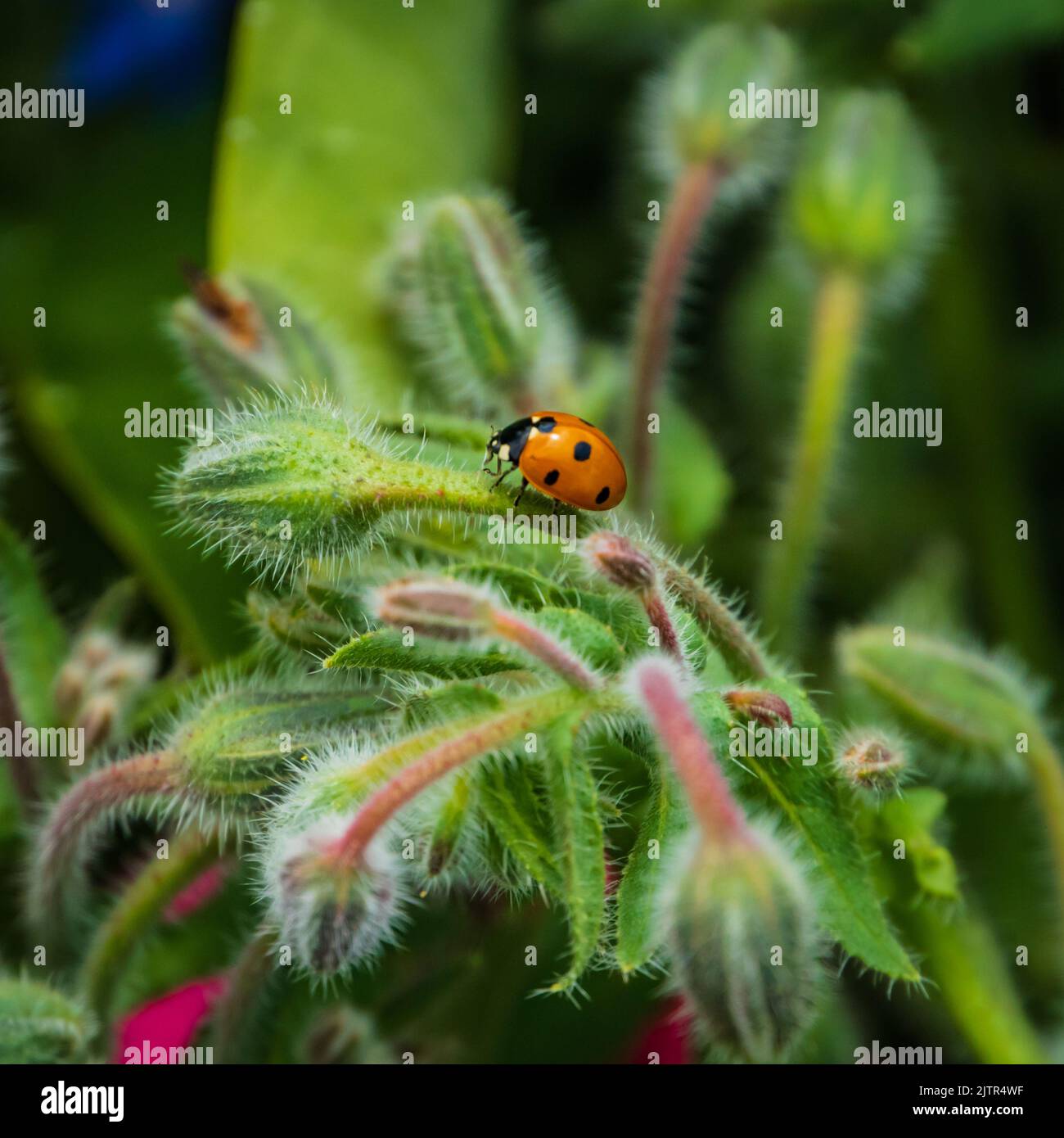 marienkäfer-Insekt auf Borretsch-Pflanze in einem Kräutergarten Stockfoto