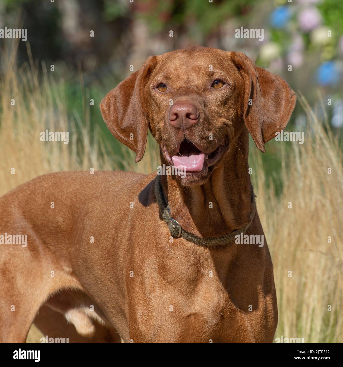 Ungarischer vizsla Hund Stockfoto
