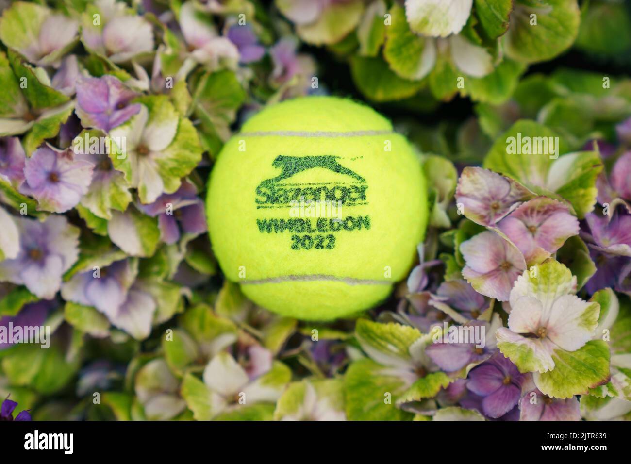 Wimbledon 2022 Tennisball im Turnier Hydragea Blumen vor Ort gefunden Stockfoto