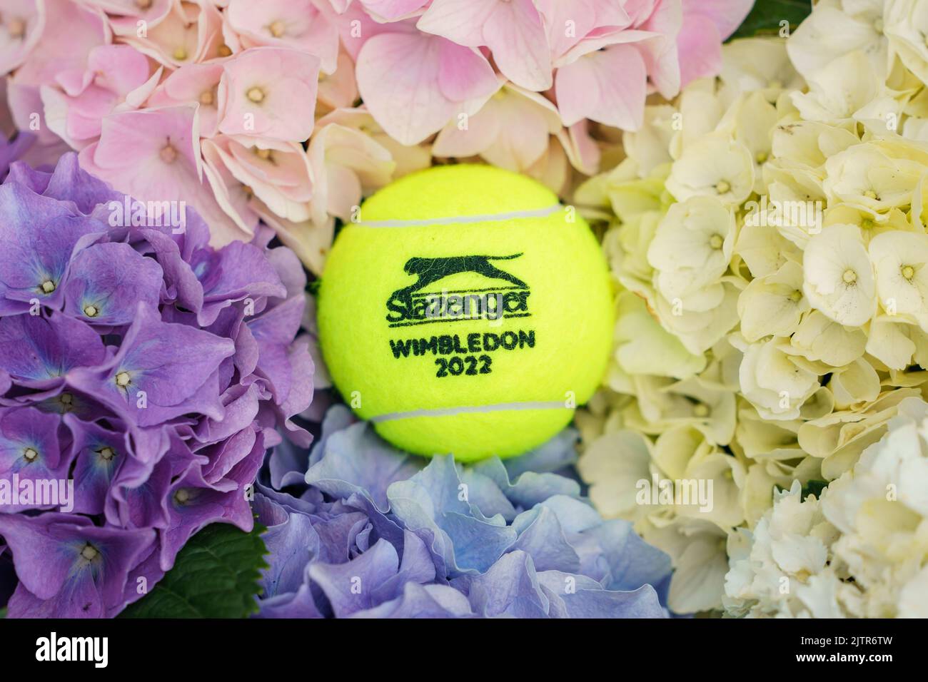 Wimbledon 2022 Tennisball im Turnier Hydragea Blumen vor Ort gefunden Stockfoto