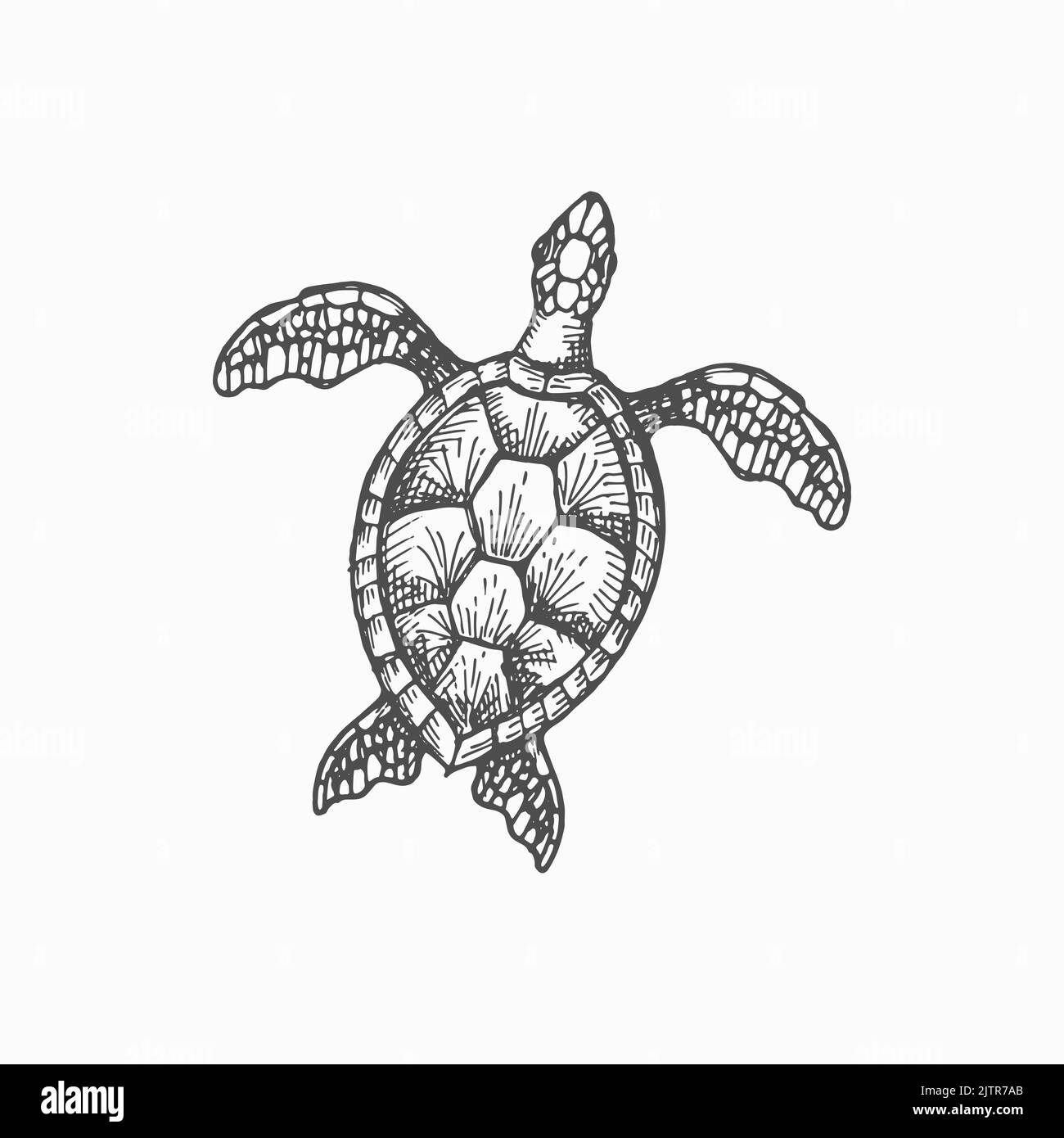 Holzschildkröte marine Tier isoliert monochrome Skizze Symbol. Vector Caretta Meerschildkröte mit Schale, Aquarium Haustier, Maskottchen des Meeres Reptil. Unkr Stock Vektor