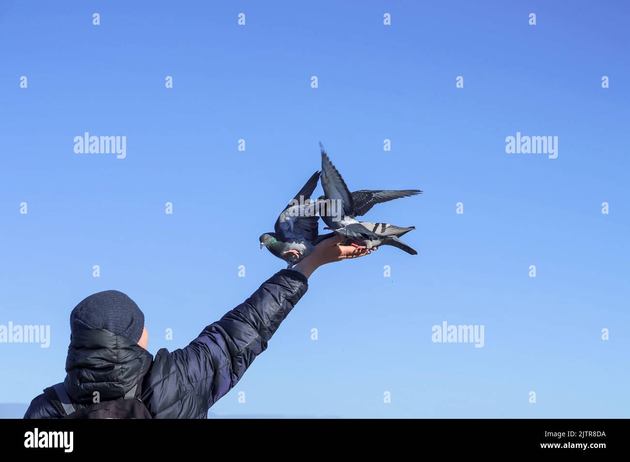 Region Königsberg, Russland, 7. März 2022. Vögel sitzen auf den Händen eines Mannes. Tauben sitzen auf der Hand eines Mannes. Stockfoto