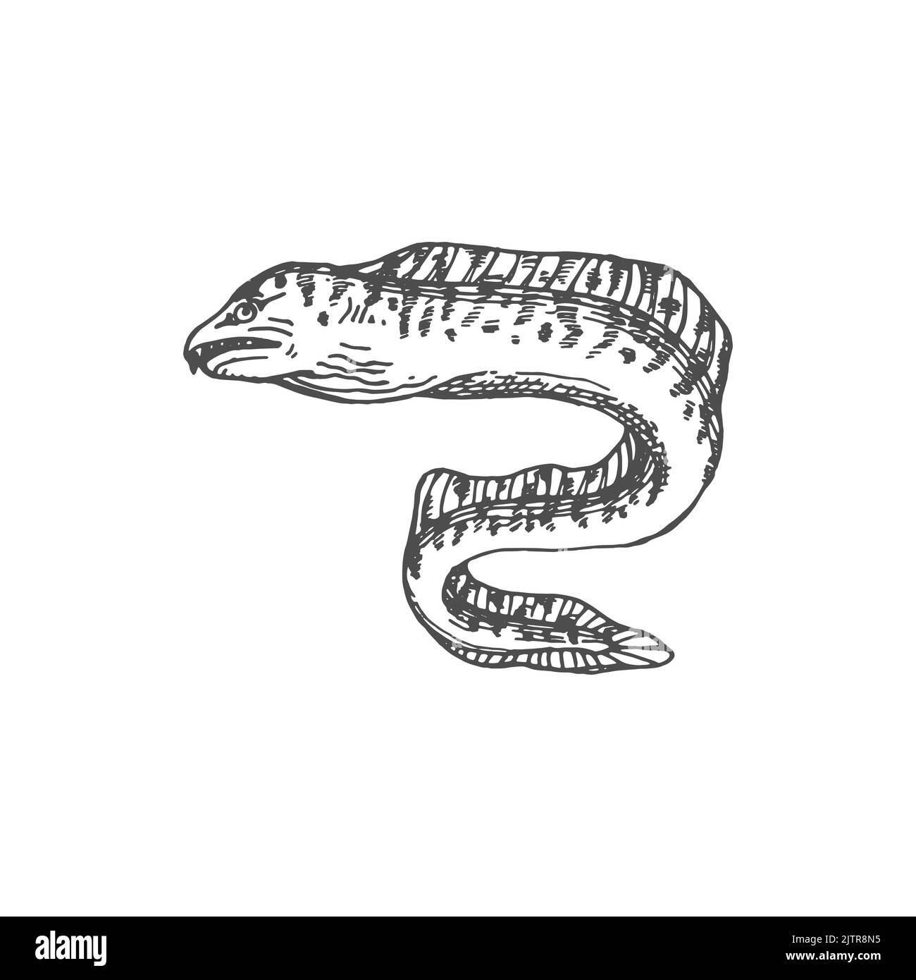 Aal-förmige Fische in Form von Fangzahn oder Tiger Moray, isoliert monochromes Skizzensymbol. Vector Enchelycore anatina, Meer elektrischer Aal mit Zahn, marine Unterwasser Tier. Tiefsee und Meer Unterwasser muraenidae Stock Vektor