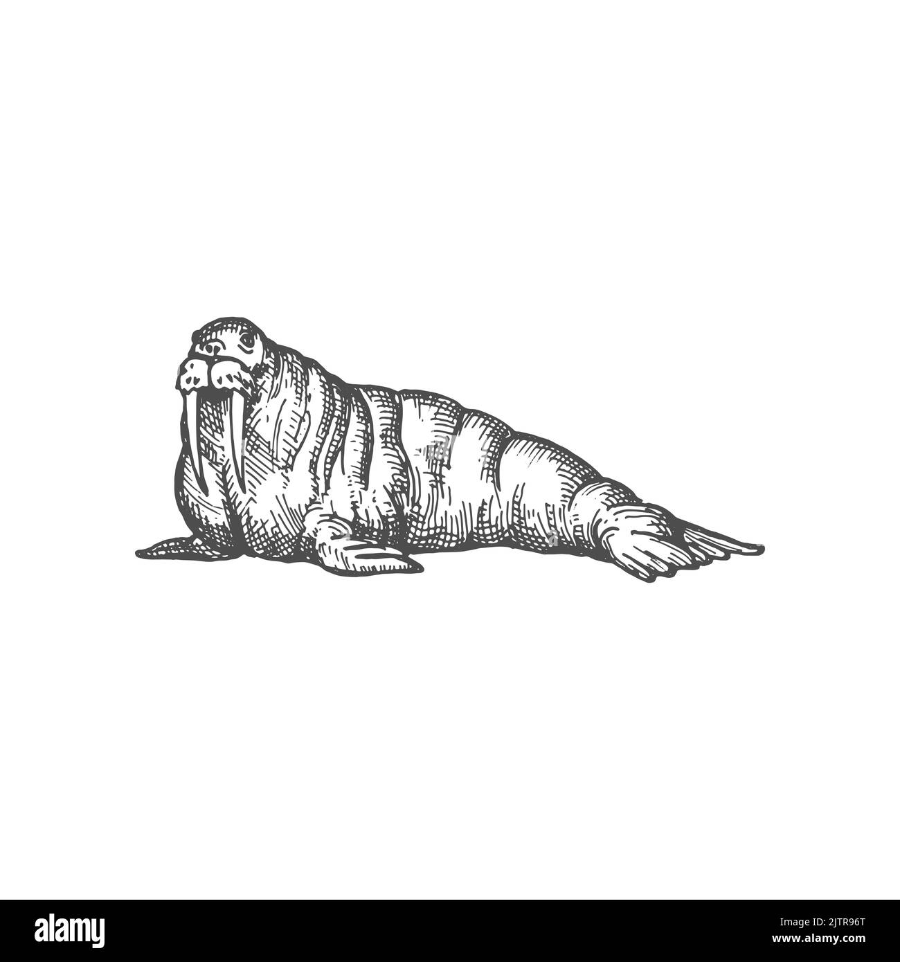 Walrus großes, einfarbiges Skizzensymbol mit Flipped-Funktion für Meeressäuger. Vektor männlicher Pacific Walrus, Odobenus rosmarus mit Stoßzähnen und Whiskern. Nördliches Tier, das am Nordpol, Arktischer Ozean lebt Stock Vektor