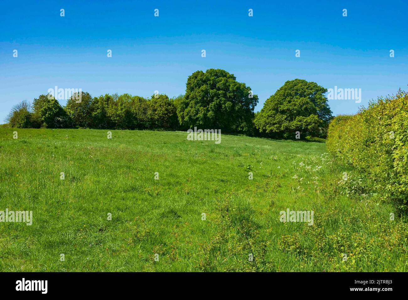 Sanfte Hügel im Weald of Kent, in der Nähe von Cranbrook, im Sommer Stockfoto