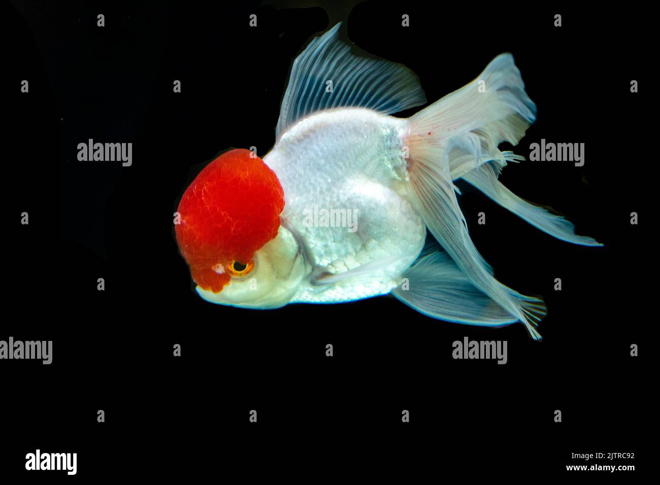 Schöne Fische schwimmen auf schwarzem Hintergrund. Stockfoto