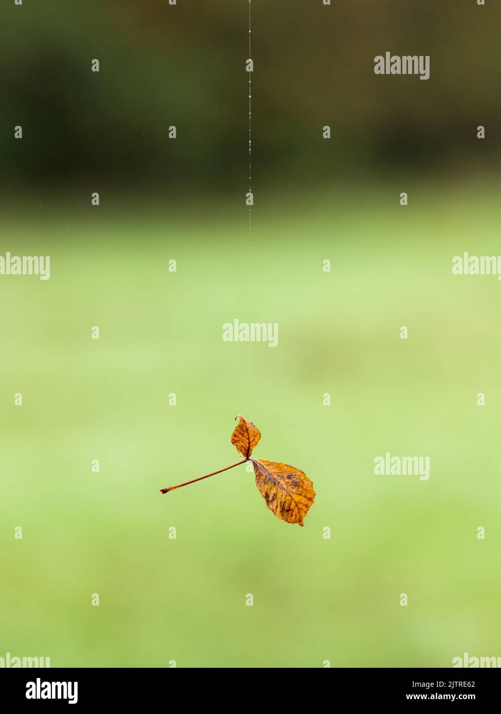 Trockenes Blatt, das in der Luft am Faden einer Spinne hängt, wolkiger Herbsttag Stockfoto