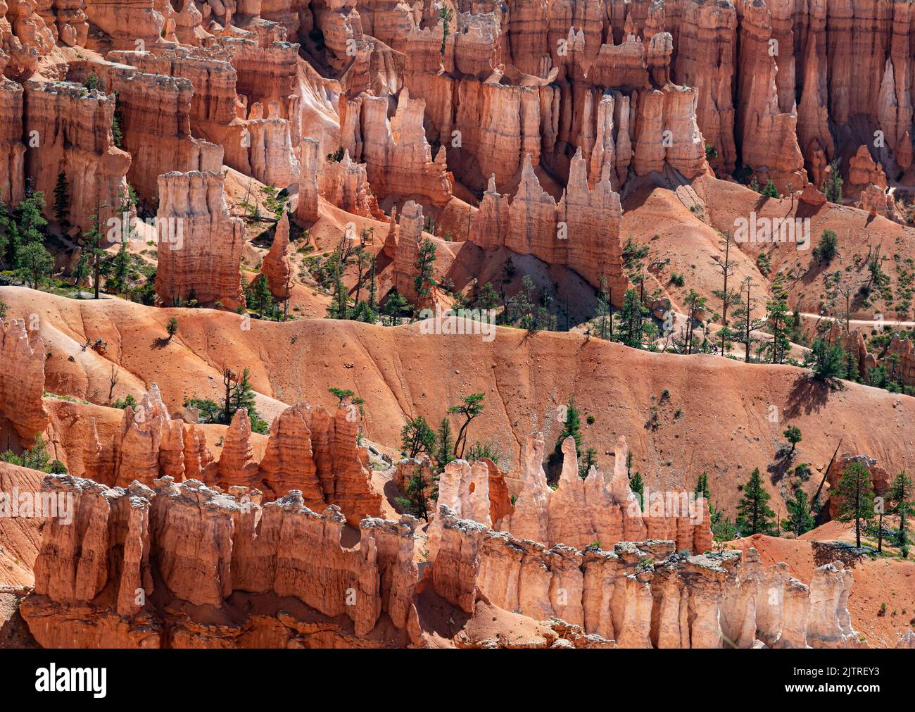 Im Bryce Canyon National Park, Garfield County, Utah, bevölkern Hoodoos oder Sandsteintürme die Umgebung Stockfoto