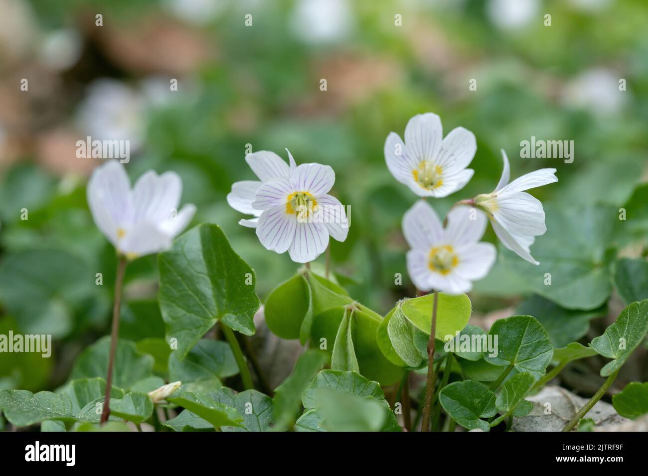 Blühender Holzschnäpfel (Oxalis acetosella). Stockfoto