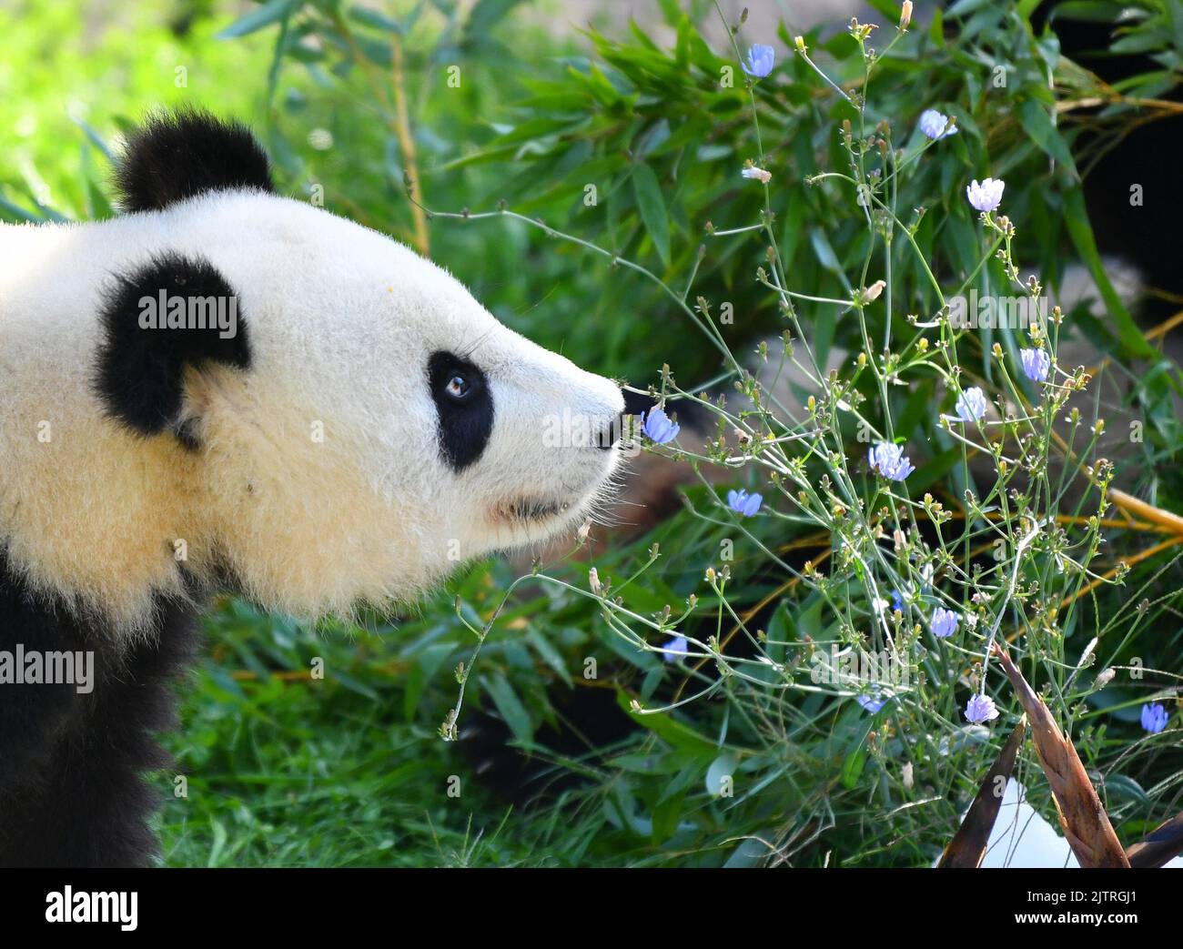 Berlin, Deutschland. 31. August 2022. Der riesige Panda Meng Xiang ist am 31. August 2022 im Berliner Zoo in Berlin, der Hauptstadt Deutschlands, zu sehen. Ein Paar Riesenpandas feierte am Mittwoch im Zoo Berlin seinen dritten Geburtstag. Sie sind die ersten weißen und schwarzen Bären, die jemals im Land geboren wurden. Quelle: Ren Pengfei/Xinhua/Alamy Live News Stockfoto