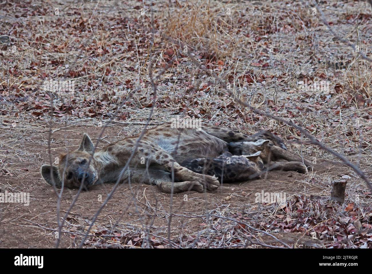 Gefleckte Hyena (Crocuta crocuta), die ihre Jungen im Krüger National Park stillt. Südafrika Stockfoto