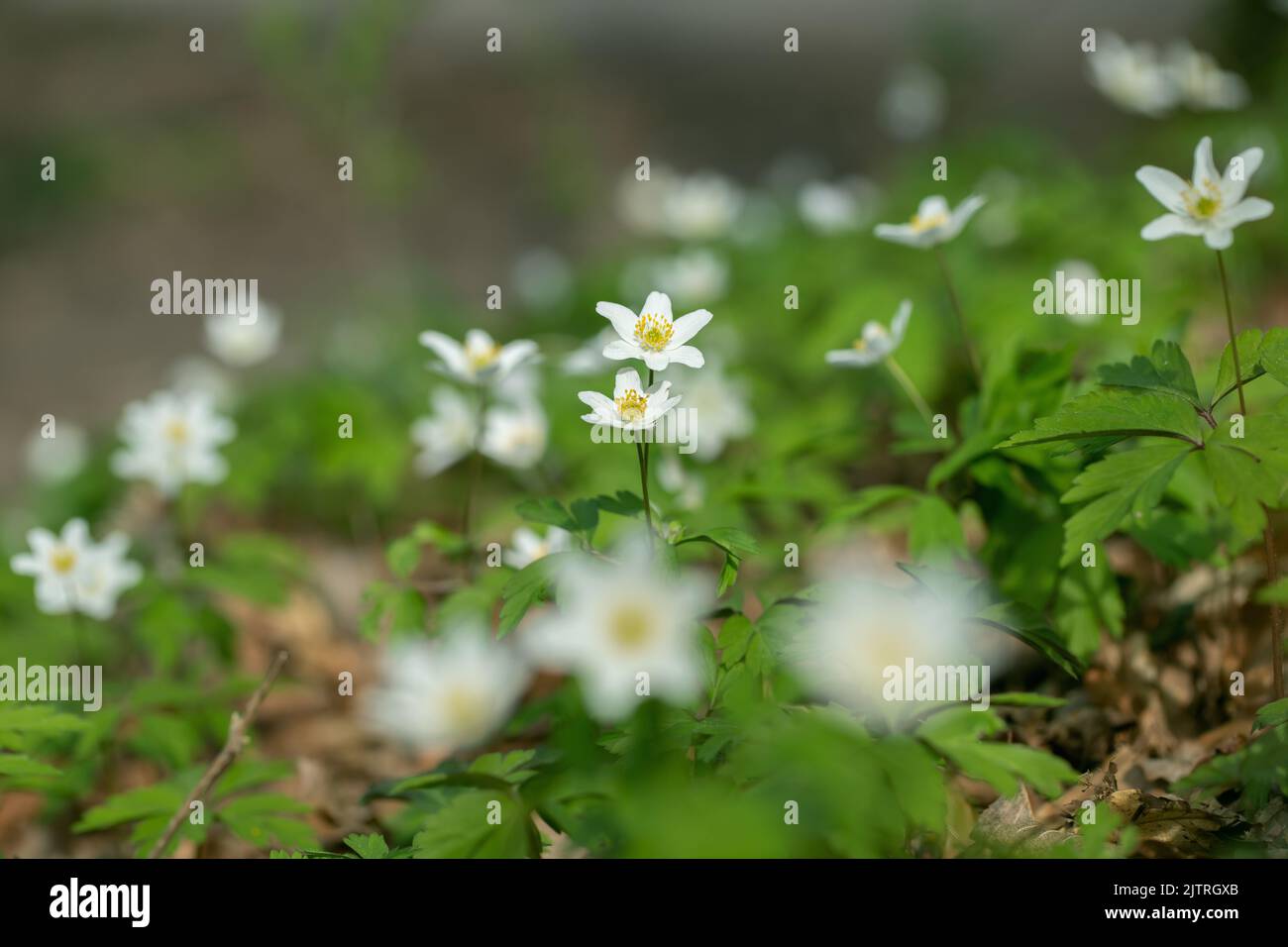 Wildwachsende Windblumen (Anemone nemorosa). Stockfoto
