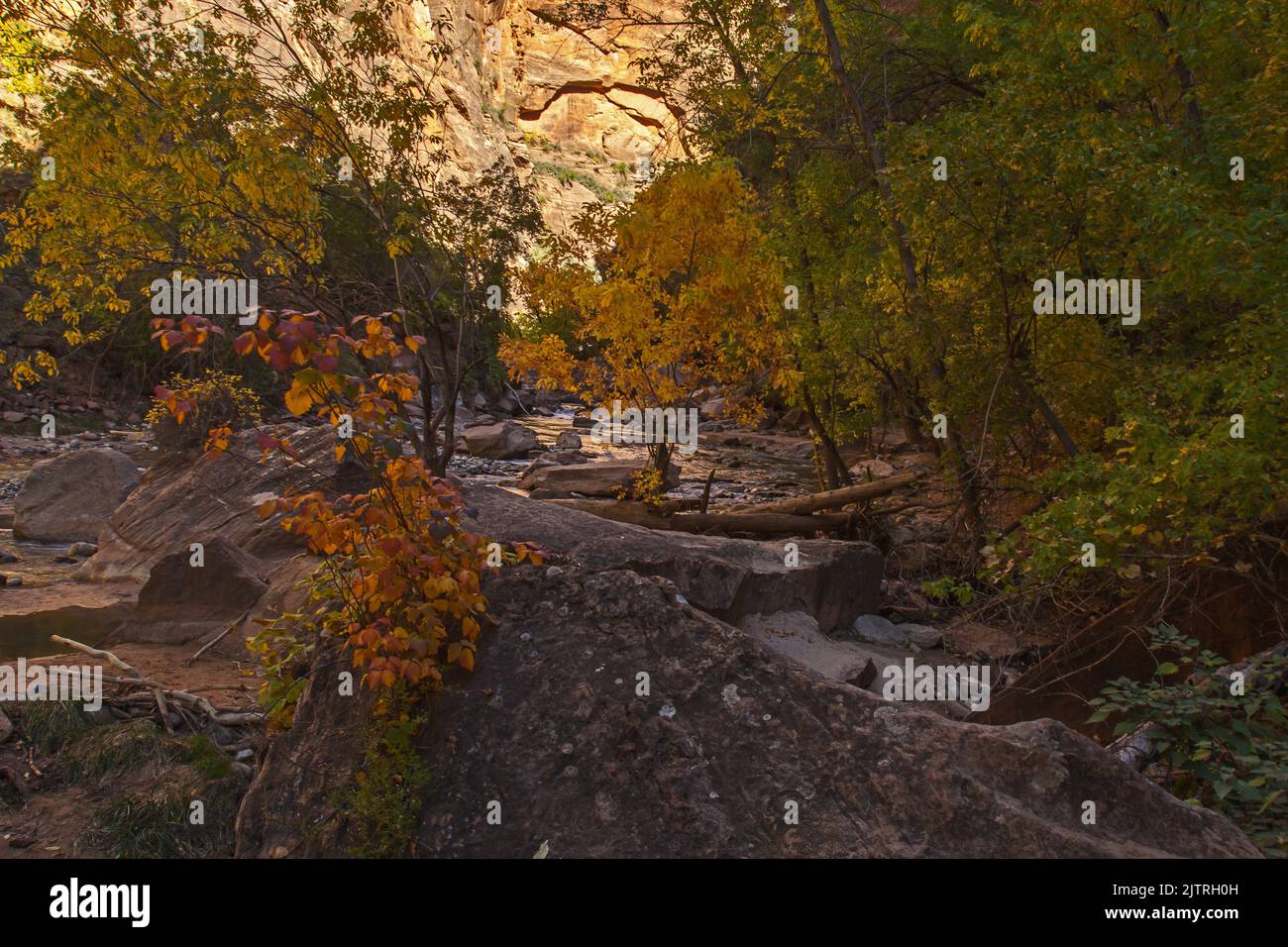 Virgin River Zion National Park 2602 Stockfoto