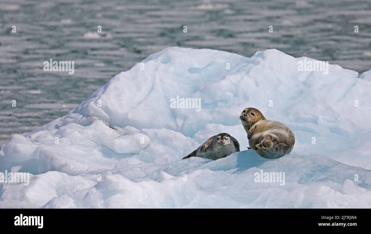 Zwei Hafenrobben, die auf Eis ruhen, Alaska Stockfoto
