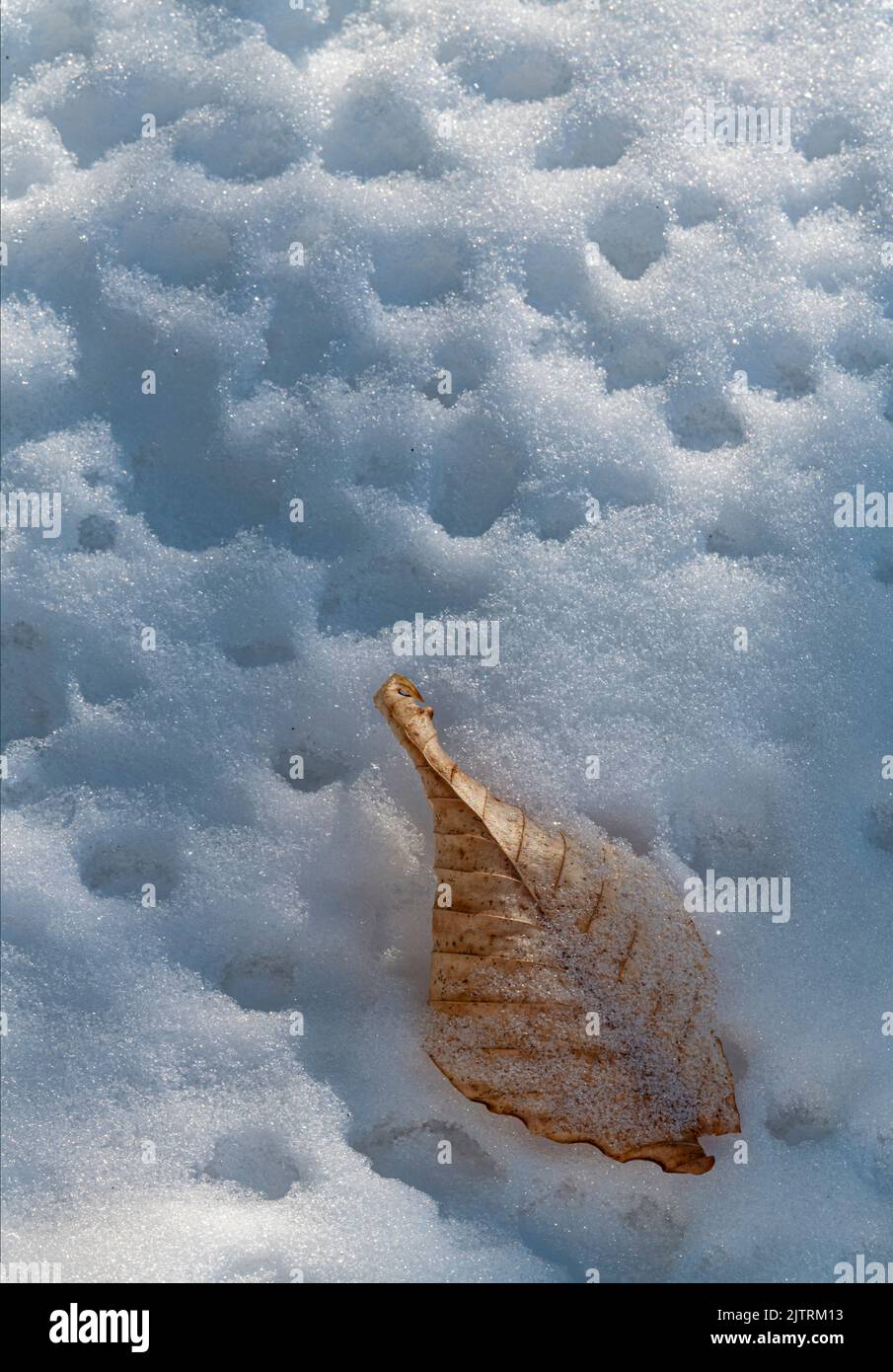 Ein Buchenblatt, das vom letzten Herbst übrig geblieben ist, ist auf eine Schneepacke gefallen, die mit Schneepellets gekennzeichnet ist, die schmelzen und von den Bäumen über Ellison Bluff fallen Stockfoto