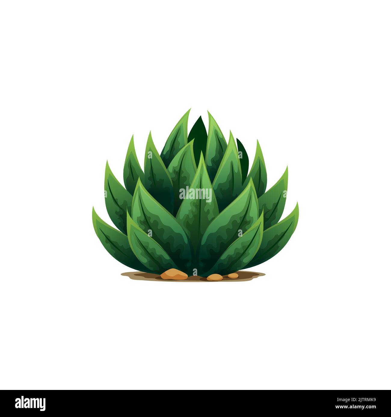 Weberi, Maguey liso, Aloe Vera botanische Pflanze mit Stacheln, exotische Blume Tequila Getränk Zutat wächst in Sand und Felsen. Vector weber Agave Pflanze Stock Vektor