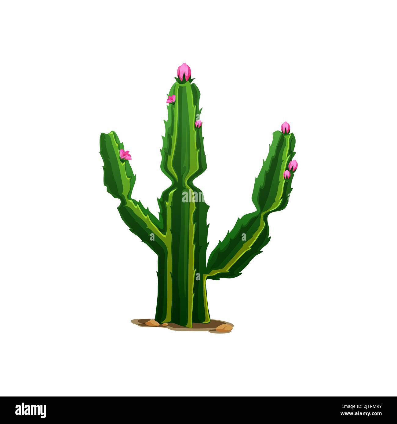Saguaro Kaktus rosa Blüten isoliert westlichen opuntia tropische botanische Pflanze. Vektor Cartoon Kakteen mit Dornen. Stachelig sukkulente ferocactus große Faßkakteen mit Stacheln, die in mexikanischem Dessert angebaut werden Stock Vektor