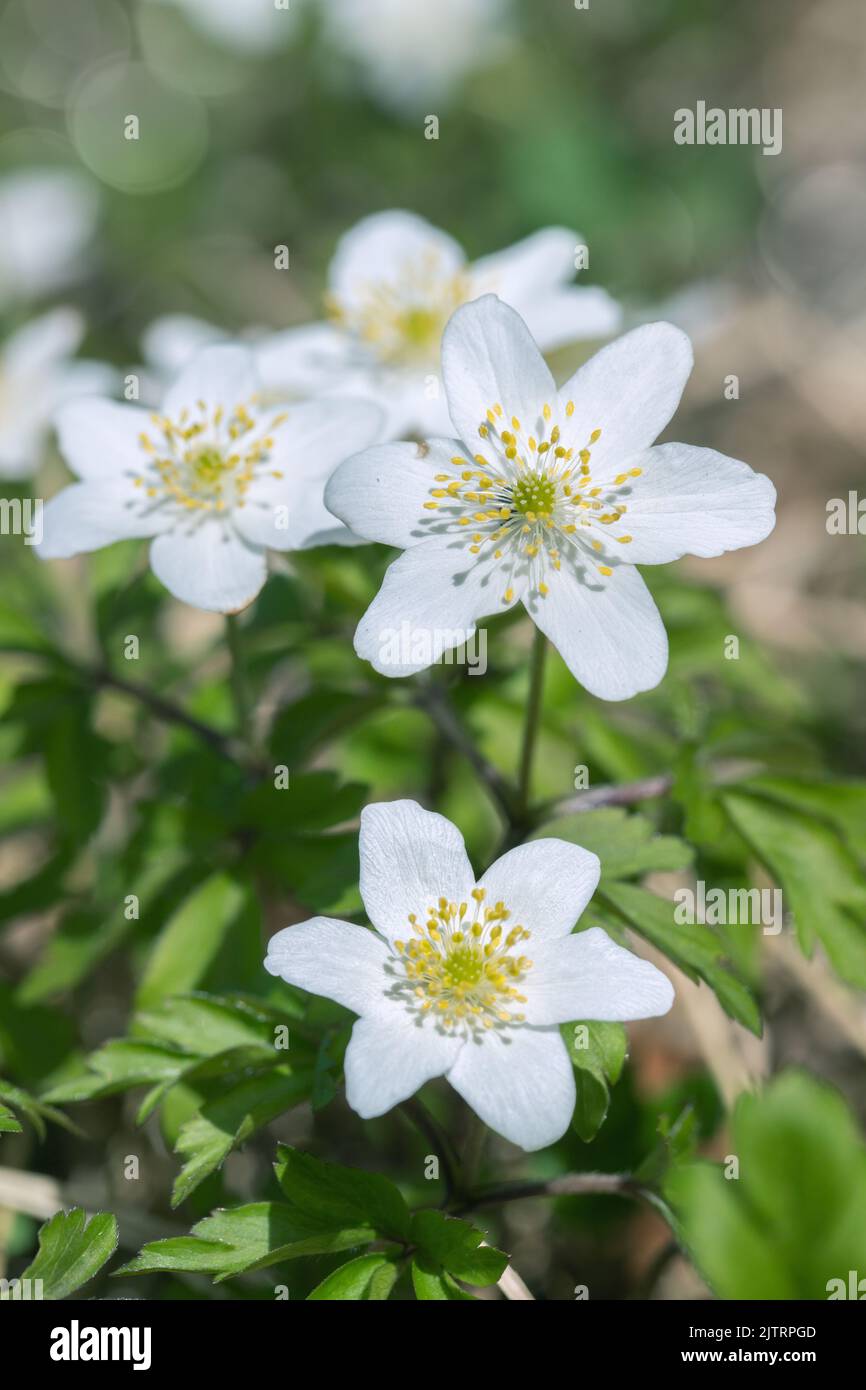 Wildwachsende Windblumen (Anemone nemorosa). Stockfoto
