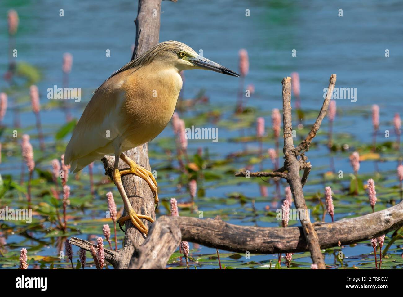 Squacco Heron thront zum Angeln. Ardeola Ralloides Stockfoto