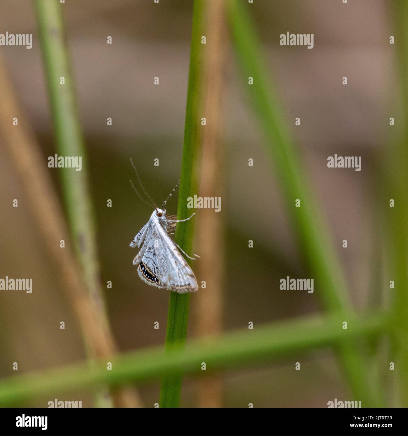 Weiße Form der kleinen China-Mark-Motte (Cataclysta lemnata), die auf Gräsern thront, Otley, Yorkshire, britische Tierwelt Stockfoto