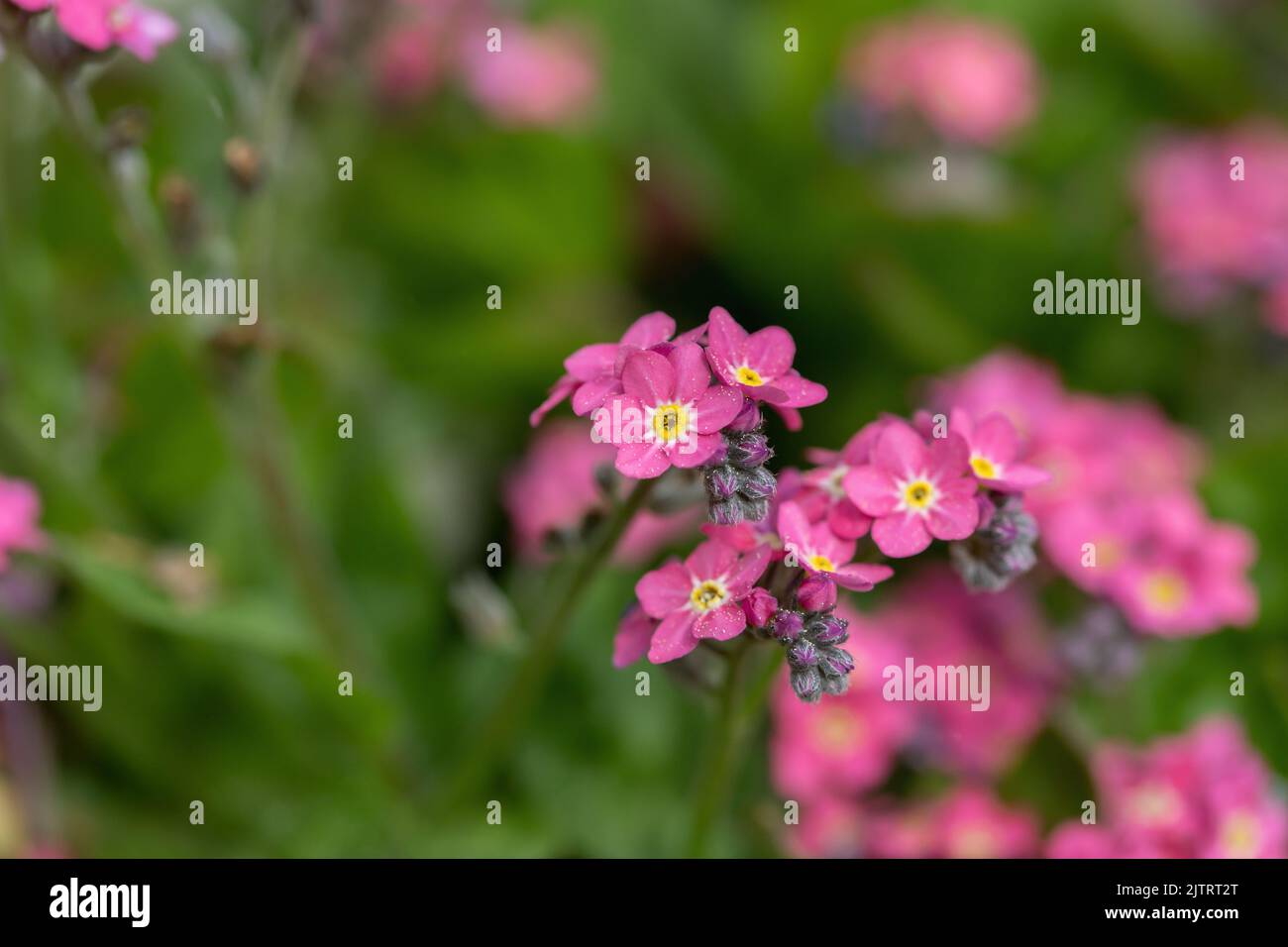 Rosa Forget-Me-Not-Sorte (Gattung Mysotis). Stockfoto