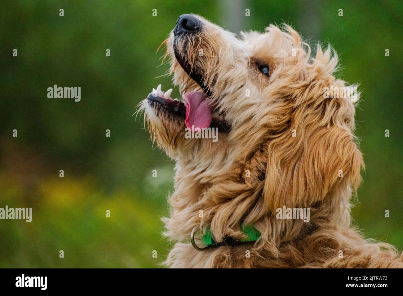Walter war zur Adoption bei Animatch Dog Adoption Services in Quebec bereit. Stockfoto