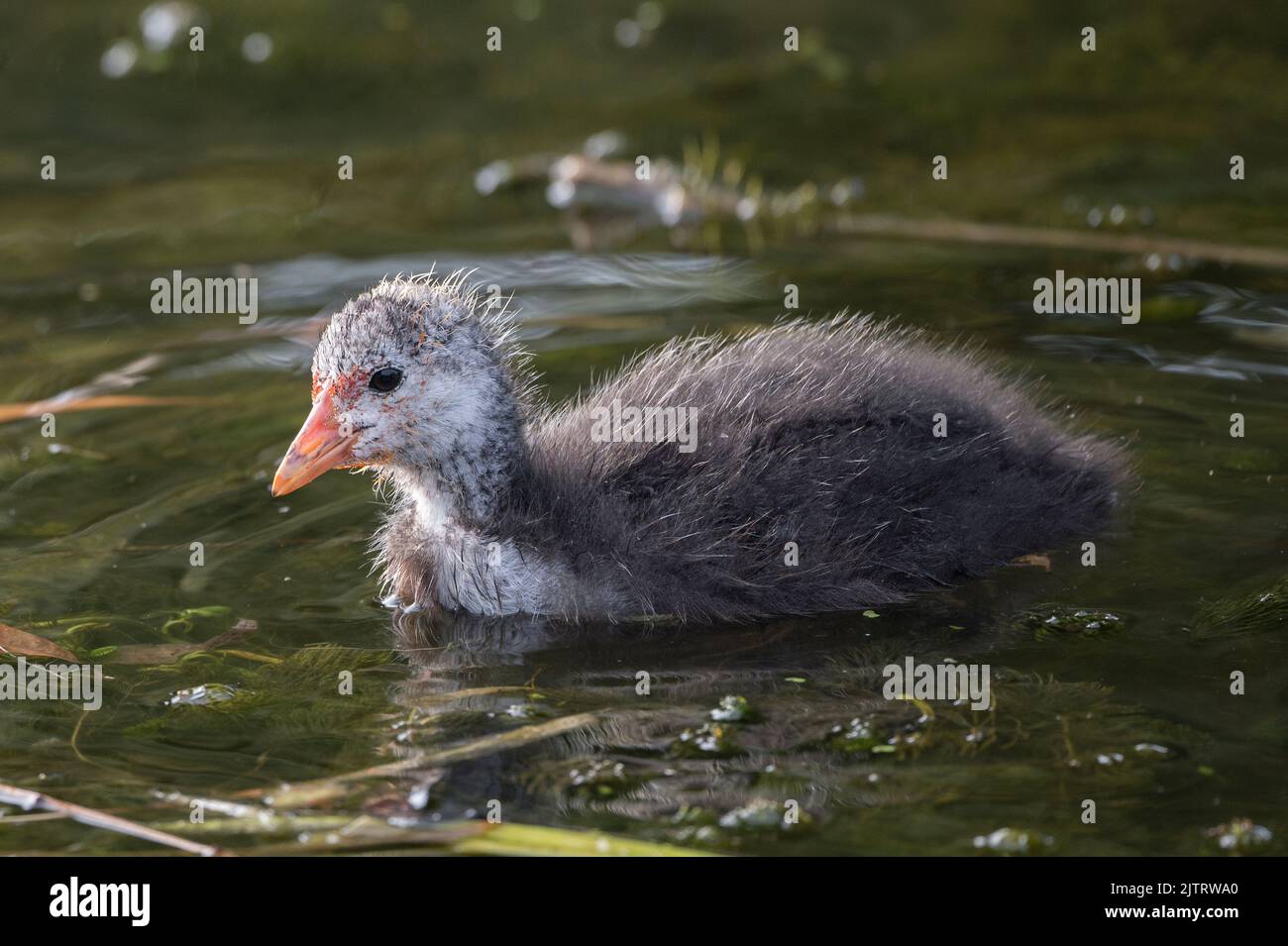 Schön süß flauschig und hässlich Baby Ruß Stockfoto