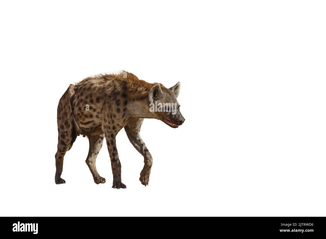 Gefleckte Hyäne zu Fuß Vorderansicht isoliert im Hintergrund in Kgalagadi Transfrontier Park, Südafrika; specie Crocuta crocuta Familie von Hyaenid Stockfoto