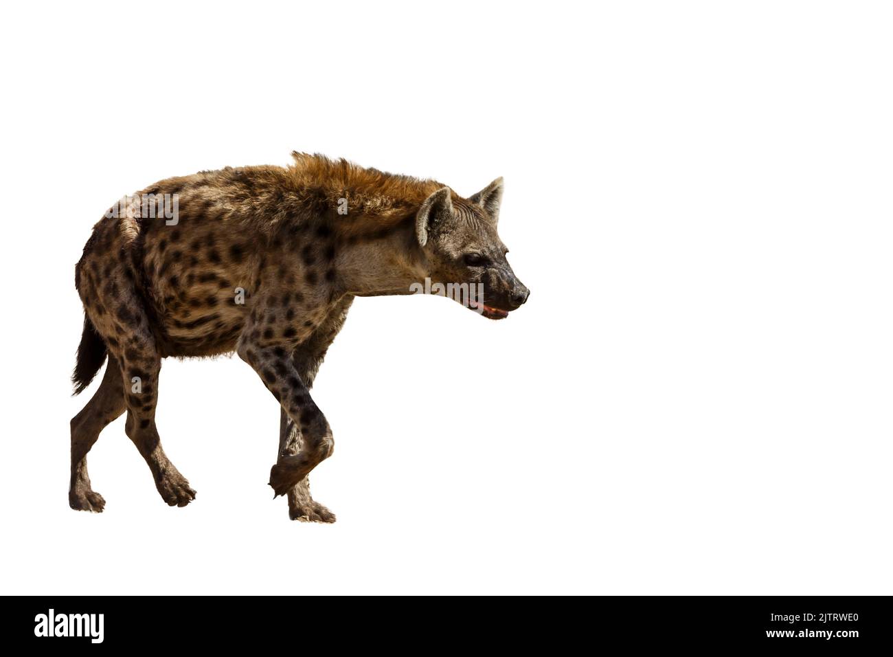 Gefleckte Hyäne zu Fuß Vorderansicht isoliert im Hintergrund in Kgalagadi Transfrontier Park, Südafrika; specie Crocuta crocuta Familie von Hyaenid Stockfoto